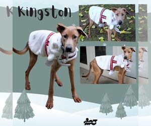 Great Dane-Retriever  Mix Dogs for adoption in Lindsay, CA, USA