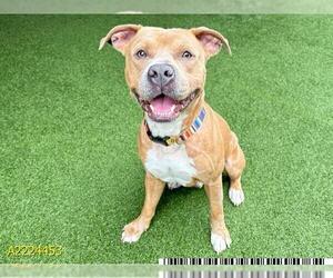 American Pit Bull Terrier Dogs for adoption in West Palm Beach, FL, USA