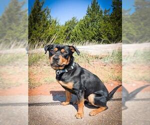 Rottweiler-Unknown Mix Dogs for adoption in Oklahoma City, OK, USA