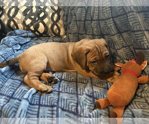 Plott Hound-Unknown Mix Dogs for adoption in Holly Springs, NC, USA