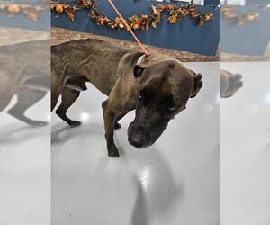 Mutt Dogs for adoption in Temple, TX, USA