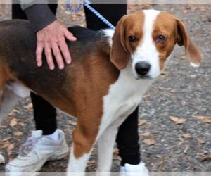 Treeing Walker Coonhound Dogs for adoption in Elmsford, NY, USA