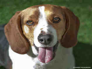 Beagle Dogs for adoption in Ojai, CA, USA