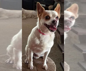 Chihuahua Dogs for adoption in Dripping Springs, TX, USA