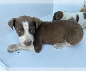 American Pit Bull Terrier-Unknown Mix Dogs for adoption in Houston, TX, USA