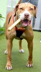 American Pit Bull Terrier-Unknown Mix Dogs for adoption in Boston, MA, USA