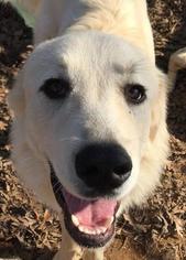 Great Pyrenees Dogs for adoption in Simpsonville, SC, USA