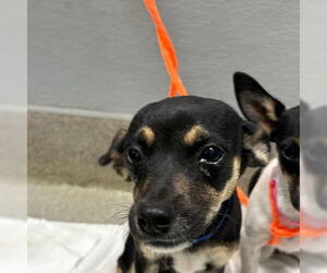 Chihuahua-Unknown Mix Dogs for adoption in Las Vegas, NV, USA