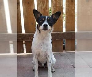 Rat Terrier Dogs for adoption in Santa Barbara, CA, USA