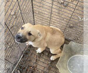 Labrador Retriever-Unknown Mix Dogs for adoption in San Antonio, TX, USA