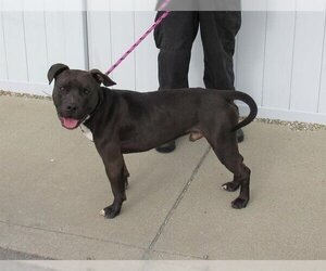 American Pit Bull Terrier Dogs for adoption in Louisville, KY, USA