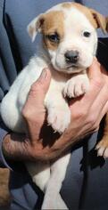Medium Photo #1 Mountain Cur Puppy For Sale in Danbury, CT, USA
