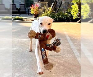 Italian Greyhuahua Dogs for adoption in Wakefield, RI, USA