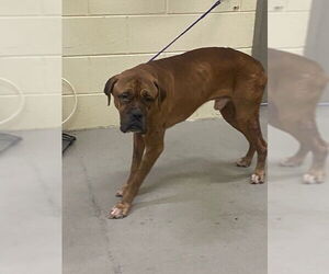 Dogue de Bordeaux-Unknown Mix Dogs for adoption in Sanford, FL, USA