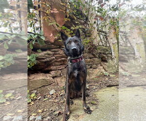 German Shepherd Dog Dogs for adoption in Mt. Airy, MD, USA