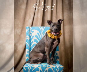 Mutt Dogs for adoption in North Myrtle Beach, SC, USA