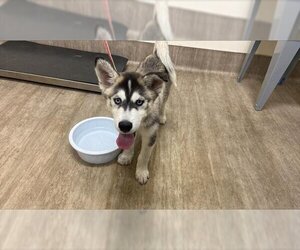 Siberian Husky Dogs for adoption in Pasadena, CA, USA