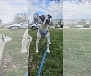 American Pit Bull Terrier-Unknown Mix Dogs for adoption in Germantown, OH, USA
