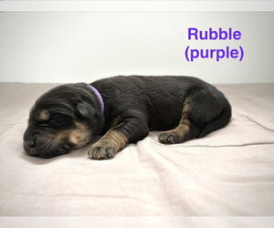 Medium Photo #1 Retriever -Unknown Mix Puppy For Sale in Calgary, Alberta, Canada