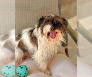 Lhasa Apso Dogs for adoption in Marina Del Rey, CA, USA