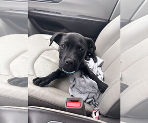 Labrador Retriever-Unknown Mix Dogs for adoption in Stephens City, VA, USA