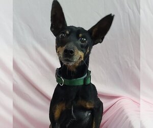 Miniature Pinscher Dogs for adoption in Martinsburg, WV, USA
