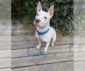 Mutt Dogs for adoption in Princeton, MN, USA