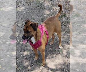 Boxer-Unknown Mix Dogs for adoption in San Antonio, TX, USA