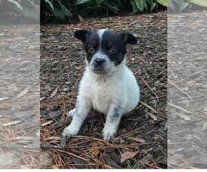 Borador Dogs for adoption in Princeton, MN, USA