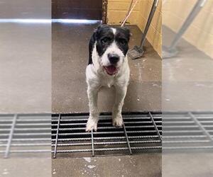 Mutt Dogs for adoption in Stockton, CA, USA