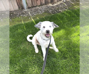 Australian Terrier-Poodle (Standard) Mix Dogs for adoption in Pacifica, CA, USA