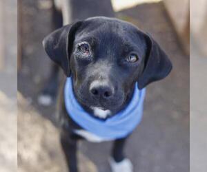 Mutt Dogs for adoption in San Antonio, TX, USA