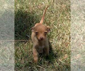 Chihuahua Dogs for adoption in Harrison, AR, USA