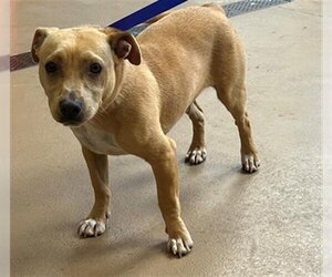 Chihuahua-Unknown Mix Dogs for adoption in Chula Vista, CA, USA