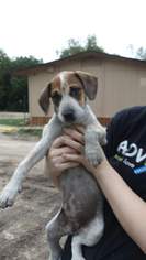 Mutt Dogs for adoption in San Antonio, TX, USA
