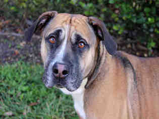 Small Black Mouth Cur Mix