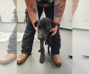 Labrador Retriever-Unknown Mix Dogs for adoption in Corpus Christi, TX, USA