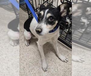 Chihuahua Dogs for adoption in Bakersfield, CA, USA