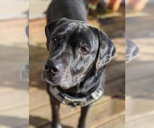 Mastador Dogs for adoption in Seattle, WA, USA
