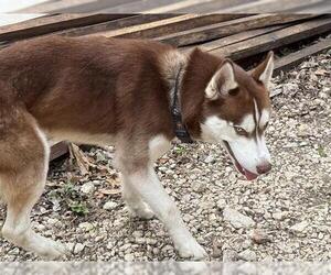 Huskies -Unknown Mix Dogs for adoption in San Antonio, TX, USA
