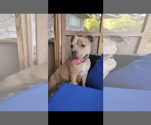 American Pit Bull Terrier Dogs for adoption in Scottsboro, AL, USA