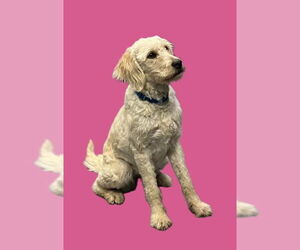 Labrador Retriever-Unknown Mix Dogs for adoption in South Bend, IN, USA