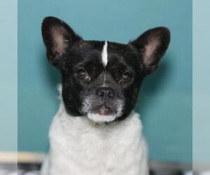 Pug-Unknown Mix Dogs for adoption in San Antonio, TX, USA