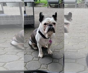 Free-Lance Bulldog Dogs for adoption in Tenafly, NJ, USA