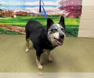 Mutt Dogs for adoption in Moreno Valley, CA, USA