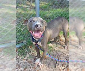 American Pit Bull Terrier Dogs for adoption in Green Cove Springs, FL, USA