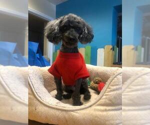 Poodle (Toy) Dogs for adoption in Temple, GA, USA