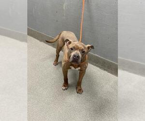 Staffordshire Bull Terrier-Unknown Mix Dogs for adoption in Las Vegas, NV, USA