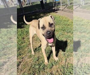 Mastiff Dogs for adoption in Decatur, IL, USA