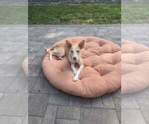 Mutt Dogs for adoption in Woodbury, NY, USA